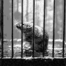 Research socially isolated mouse